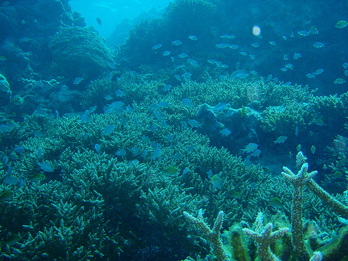 Malediwy rafa koralowa