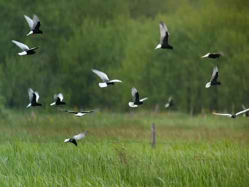Biebrzański Park Narodowy - ptaki
