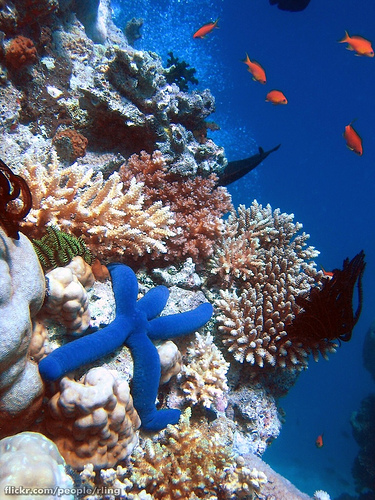 Wielka Rafa Koralowa - Australia